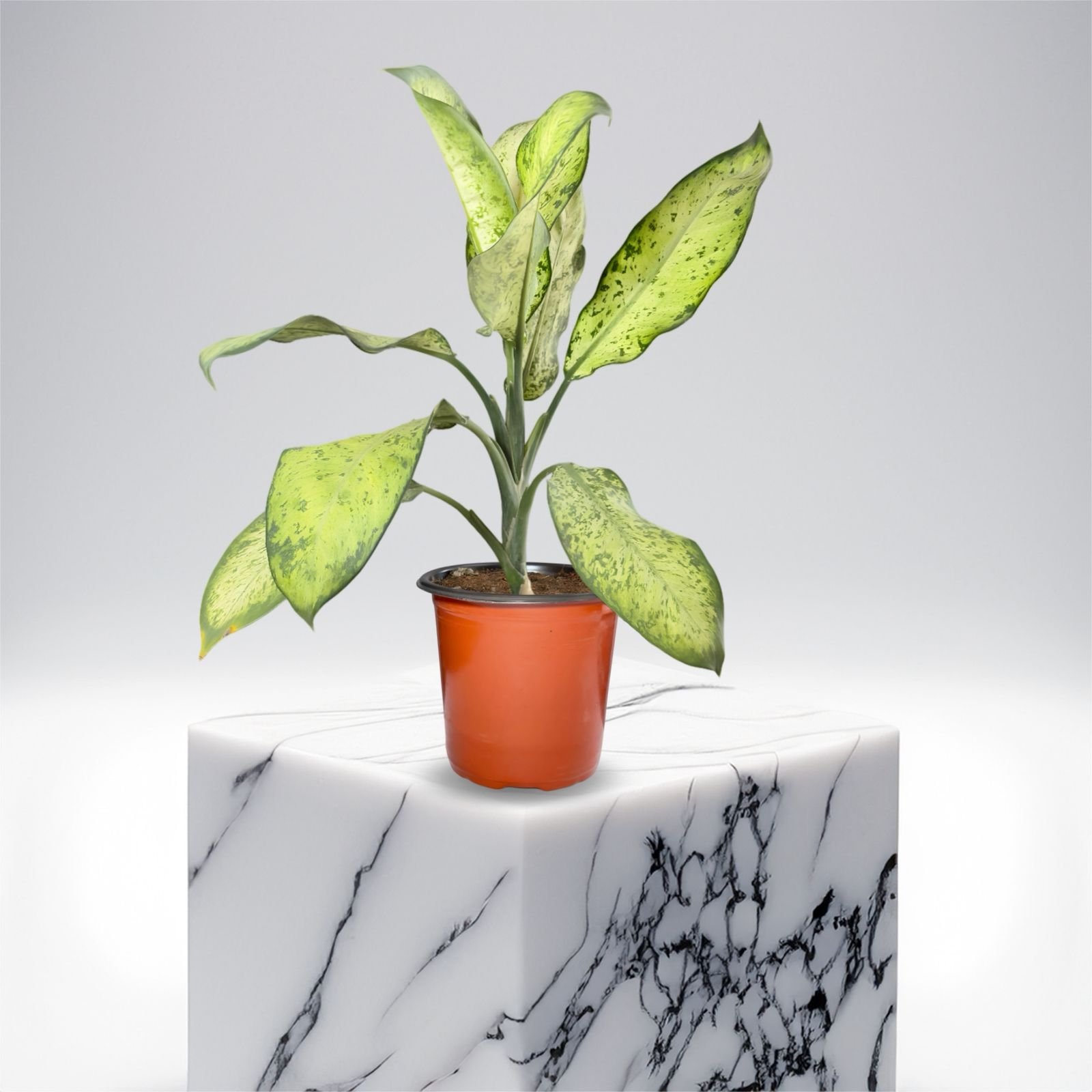 Dieffenbachia Pinky